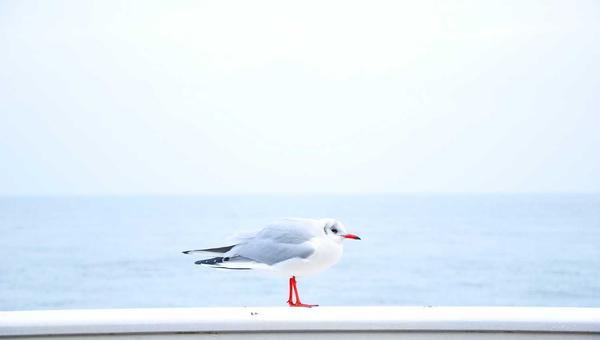 电子游戏